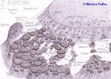 Kuda Faru